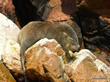 Lion de mer- îles Ballestas- Pérou